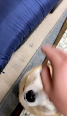 「ナデナデしてもらえる」と思ったら…