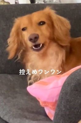 大きく吠えるしまちゃん