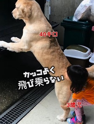 台の上へ飛び乗らない大型犬