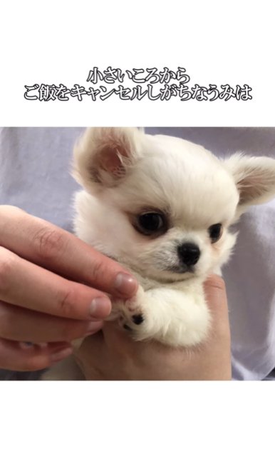 人の手に持たれた食べ物を両前脚で押し返すチワワ