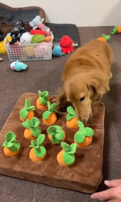 ララちゃんの人参収穫4