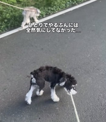 リードを引っ張る犬3