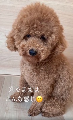 カット前のムギくん