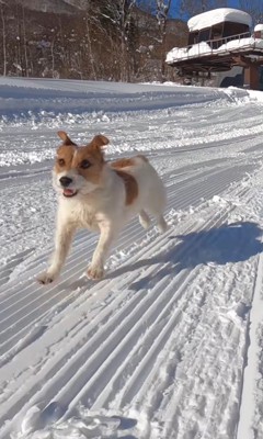 雪山を爆走するモカちゃん8