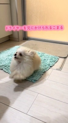 ドライヤーの風に向かって走る子犬