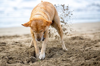 砂浜を掘る犬