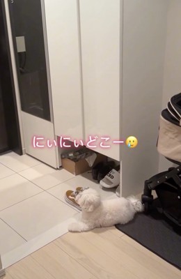 「かえってきてぇ」