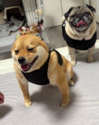 まるで拙者座り