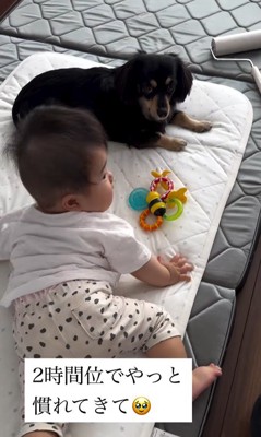 赤ちゃんとワンちゃんの初対面3