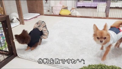 遠くから見つめ合う子犬とうさぎ