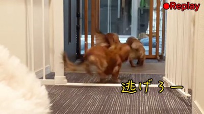 大型犬のぬいぐるみを見た三つ子ちゃん4