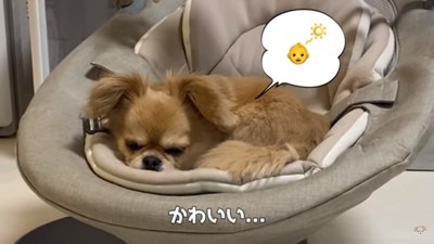 かわいいハナちゃん