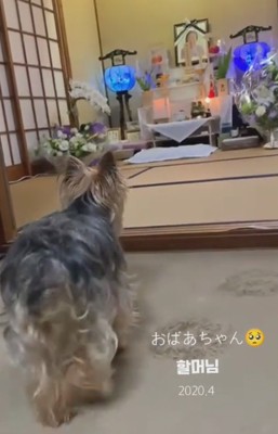 ヨークシャーテリアのソフィアちゃん