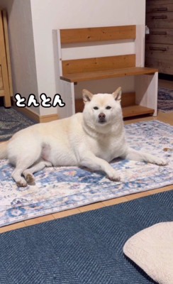 前足で飼い主を呼ぶごん太くん