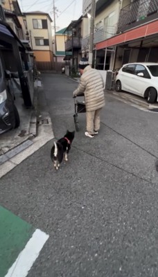 角を曲がる人のあとを追う犬
