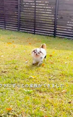 新しい犬生の始まり