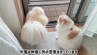 窓辺に座って外の空気を吸う