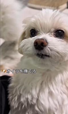 そあまるちゃんにキスしようとした時の反応2