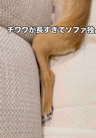 小型犬の足