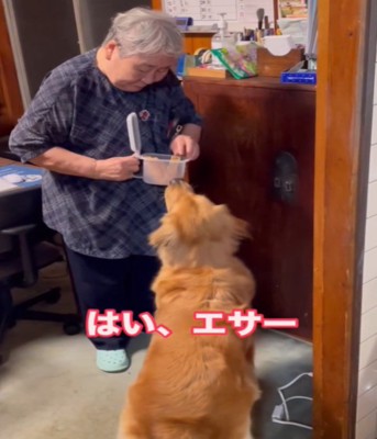お座りしてエサをもらう犬