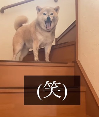 あくびをする柴犬