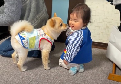 赤ちゃんに顔を寄せる犬