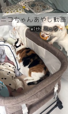 赤ちゃんが泣いた時のニコちゃん6