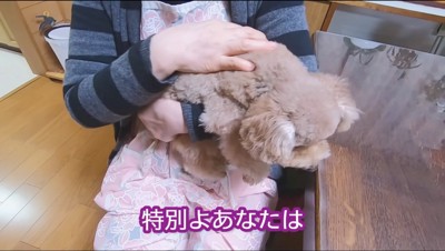 膝に乗せた犬を撫でる女性