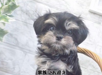 赤ちゃん犬を家族に迎えるまで7