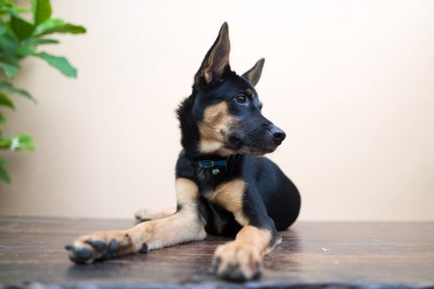 横を向いている犬