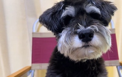 ミニチュアシュナウザーの顔