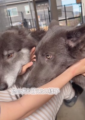 割り込むウルフドッグ