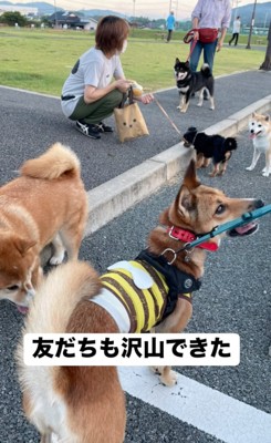 みんなで集まる犬たち
