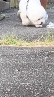 男性のハンカチに顔を近づける犬