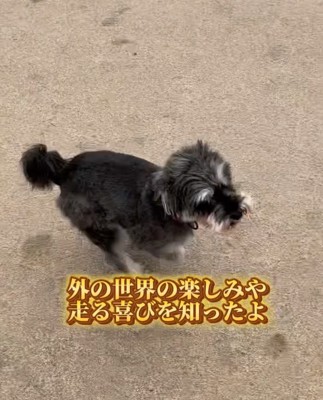 外で駆け回る犬