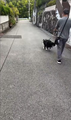 おじさんとお散歩中のルナちゃん3