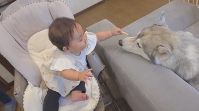 犬に持っているおやつを近づける赤ちゃん