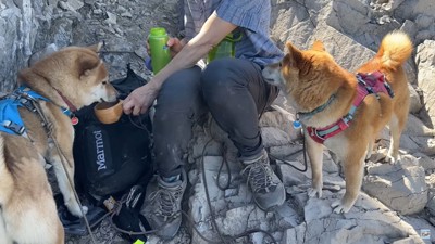 女性に水をもらう犬2匹