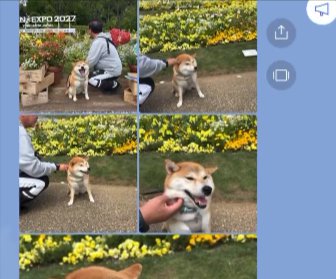 柴犬