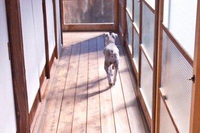 廊下を歩く犬の後ろ姿