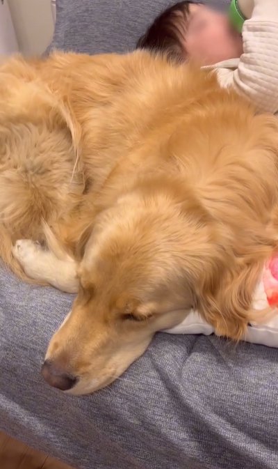 くつろぐ大型犬