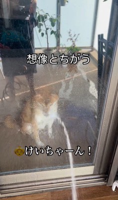 けいちゃんにガラス越しに水をかけたら…5