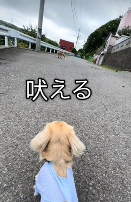 「負けないぞ!かかってこい!」