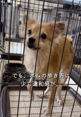 ケージ越しに見つめる犬