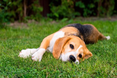 芝生に寝転ぶ犬