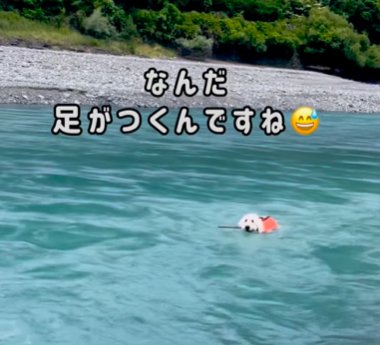 遠くで川底に足が着くことに気づいたゴールデンドゥードゥル