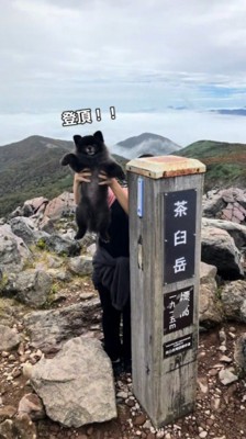 山頂で飼い主に抱き抱えられる子熊のような見た目の犬