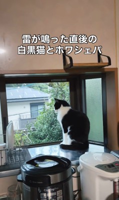 雷が鳴った時のリリーちゃん＆タンタンちゃん