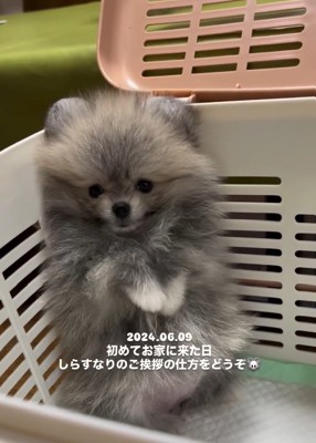 挨拶したしらすちゃん