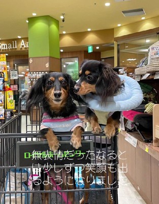 ちくわちゃんとの出会い